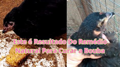 Este Resultado Do Rem Dio Natural Para Curar A Bouba Das Galinhas Sem