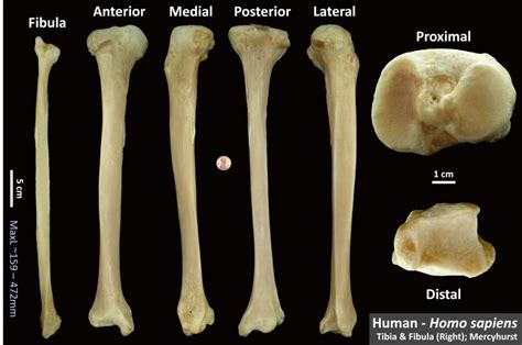 Tibia And Fibula Anatomy