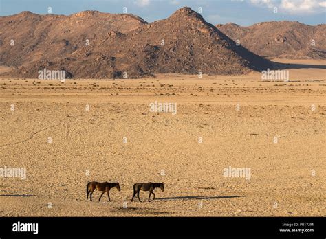 Wild horses, Aus, Namibia, Africa Stock Photo - Alamy