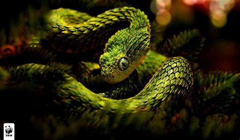 Reptile Wallpapers - Top Free Reptile Backgrounds - WallpaperAccess