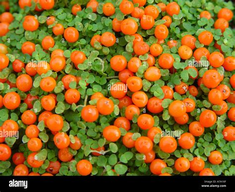 Pin cushion plant hi-res stock photography and images - Alamy