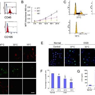 Hypothermia Inhibits The Proliferation And Differentiation Of Bone