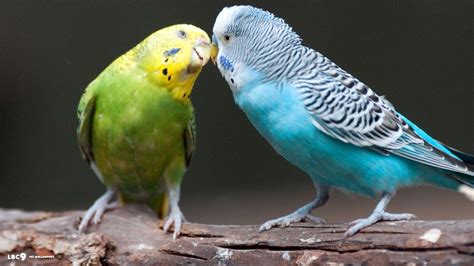 Budgie Wallpapers - Wallpaper Cave