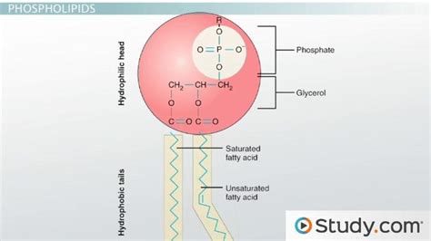 Lipids Examples Biology