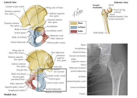 Gross Anatomy II Perineum External Genitalia Flashcards Quizlet