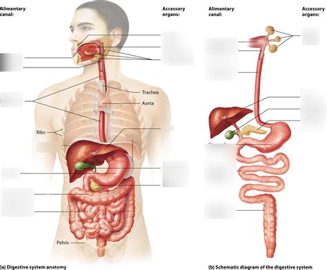 Overview Of The Digestive System Diagram Quizlet