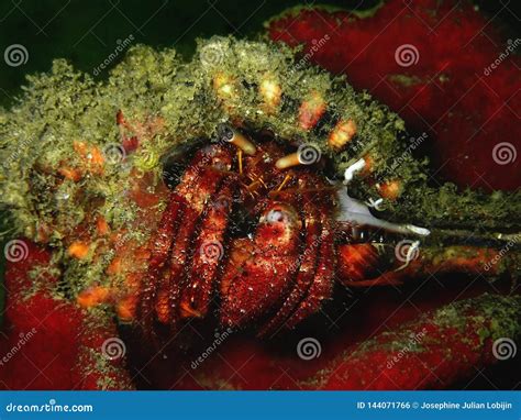 Closeup And Macro Shot Of Hermit Crab In Underwater World Diving In