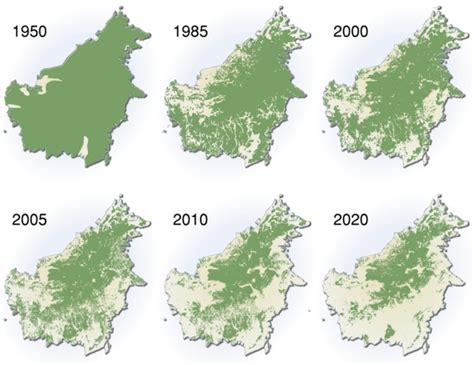 Deforestation of The Amazon Rainforest - Year 5 geography