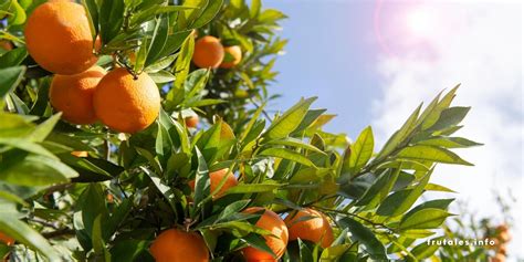 Cuánto vive un naranjo Es un árbol frutal muy longevo