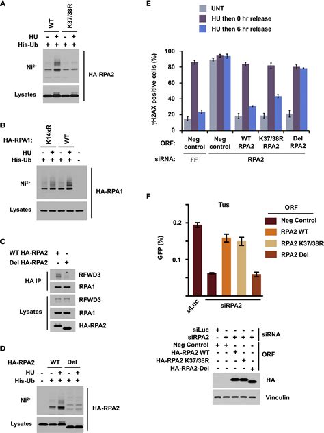 RFWD3 Dependent Ubiquitination Of RPA Regulates Repair At Stalled