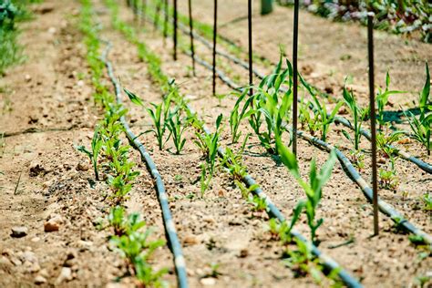 melihat kembali tentang biochar magnetik asosiasi biochar indonesia