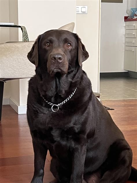 The Cutest Chocolate Labrador Ever R Labrador