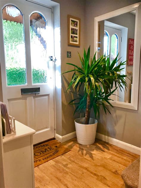 Hallway Plant Easy House Plants Yukka Plant Plants