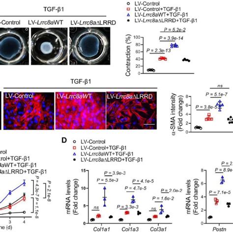 Leucine Rich Repeat Containing Protein 8a Lrrc8a Facilitates