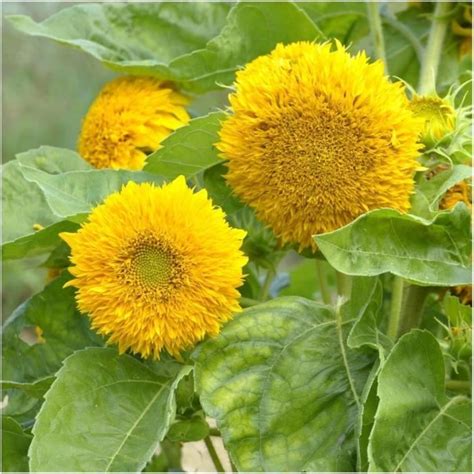 Paquet De 100 Graines Nain Teddy Tournesol Helianthus Annuus Graines