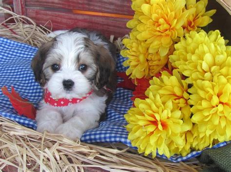 Cavachon Puppies For Sale Cavachon