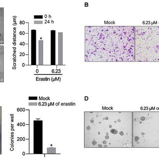 Identification Of Cytotoxicity Of Erastin And Its Effect On