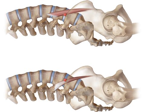 Psoas Major Function Spinal Joint Actions Sagittal Plane