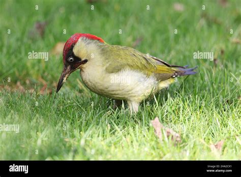 Woodpecker Colours Hi Res Stock Photography And Images Alamy