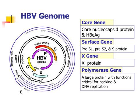 Ppt New Insight In Hepatitis Profile Interpretation Powerpoint