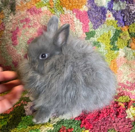 Jersey Wooly Kits For Sale Rabbits For Sale