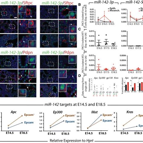 Gene Expression Analysis During Lung Development Of Mir P Vs