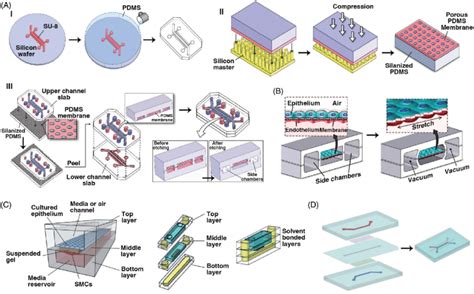 Fabrication Of Functional Lung On A Chip A I Ii Fabrication Of