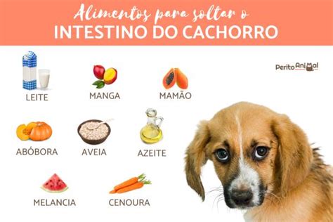 Rem Dios Caseiros Para Cachorro Defecar