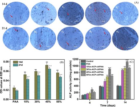 Qualitative A And Quantitative B Analysis Of Alizarin Red Staining