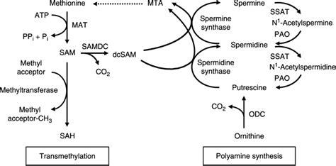 S Adenosylhomocysteine