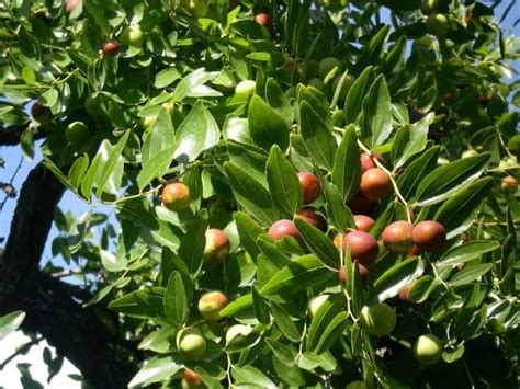 Jujube Tree Ziziphus jujuba 15 Fresh Seeds | Etsy