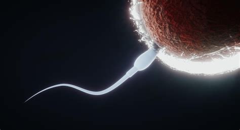 Premium Photo Sperm And Egg Natural Fertilization D Rendering