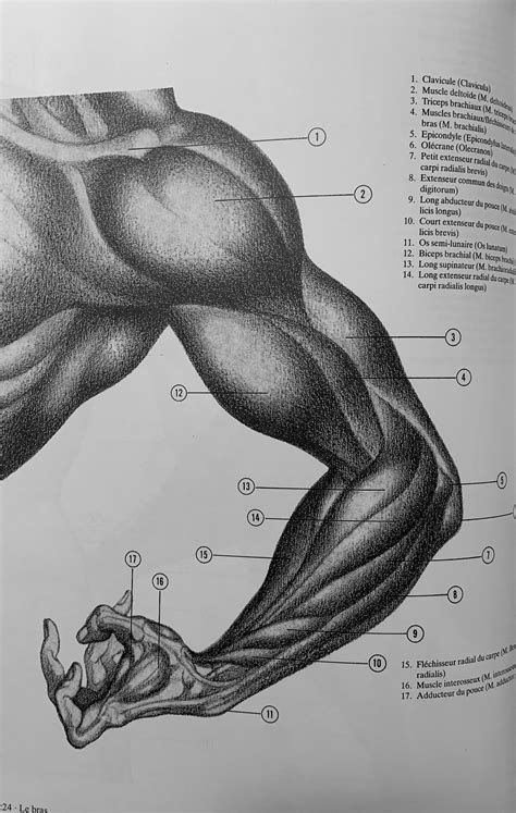 Idees De Arm Man Draw Anatomy Dessin Anatomie Dessin Corps Images