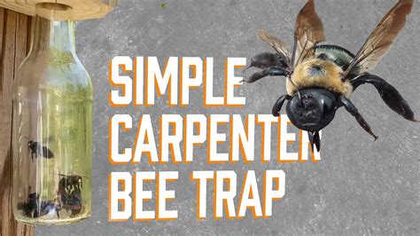 How To Kill Carpenter Bees Youtube