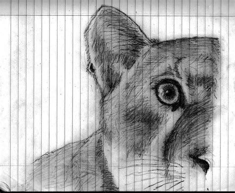 Mountain Lion Sketch by cdfarrar on DeviantArt