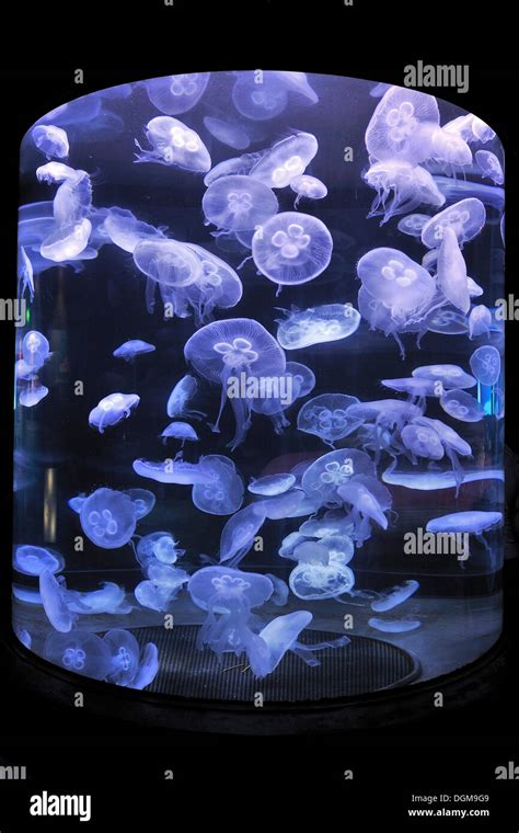 Moon Jellyfish Aurelia Aurita Hi Res Stock Photography And Images Alamy