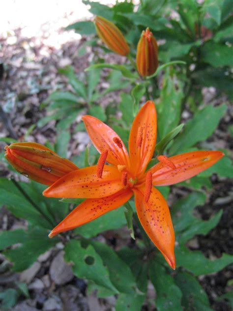 Lilium tsingtauense (IXa/c) | twilight lily Bulbs/RHS