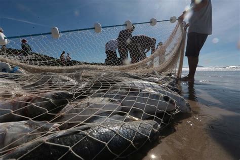 Come A A Pesca Da Tainha De Cerco Nas Praias Correio Do Litoral