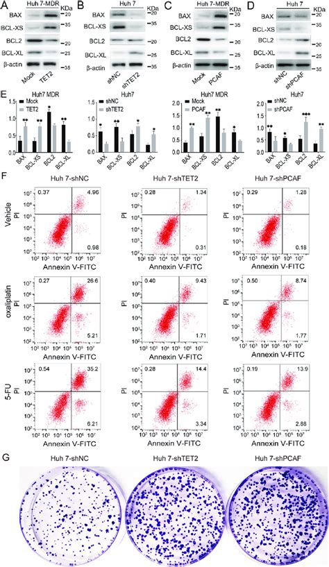 Tet2 Induces Hcc Apoptosis Through A Tet2pcaf Axis A Western Blot Download Scientific Diagram