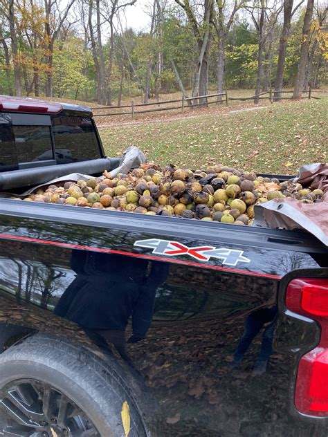 A Rewarding Fall Chore: Harvesting Walnuts with Kids...For Easy Money! - My Nest List