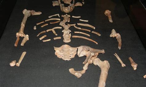 Why Was A Baboon Bone Found In Lucys Skeleton Scientists Make Bizarre