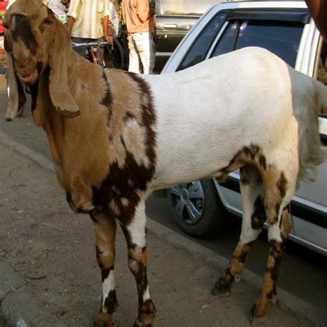 Big Bakra