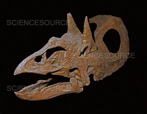 Torosaurus latus skull | Stock Image - Science Source Images