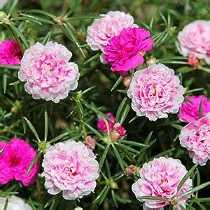 Amazon Double Mix Moss Rose Seeds Planting Ornaments