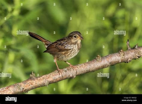 Song Sparrow Melospiza Melodia Juvenile Stock Photo Alamy