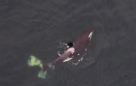 Just Another Day Collecting Whale Poo Ocean Wise