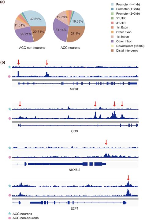 Chromatin Accessibility Analysis Using Atacseq Data In Human Acc