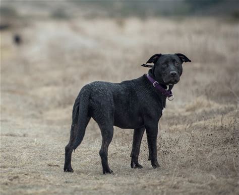 Sidney the Belgian Malinois Mix