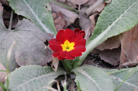 Primrose Primroses Spring Free Photo On Pixabay Pixabay