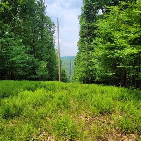 10 Best Hikes and Trails in Allegheny National Forest | AllTrails